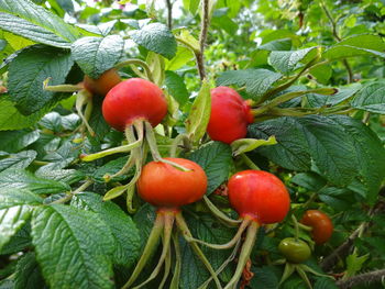 Close-up of cherries growing on tree