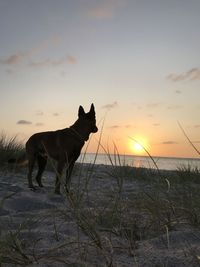 Dog standing on land against sky during sunset