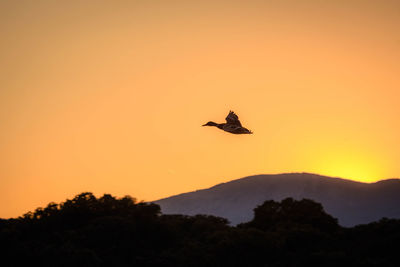 Silhouette bird flying over mountain against orange sky