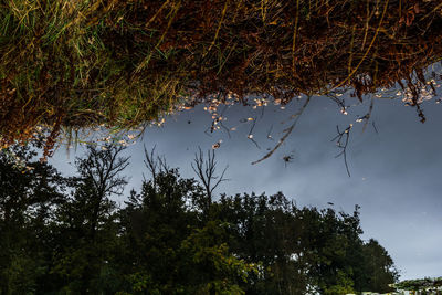 Reflection of trees in lake