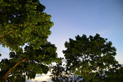 Low angle view of trees against clear blue sky