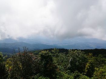 Scenic view of forest against sky