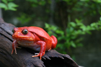 Beautiful adult female tomato frog in natural background with selective focus