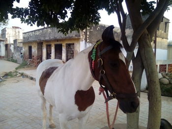 Horses standing by built structure