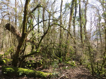 Trees growing in forest