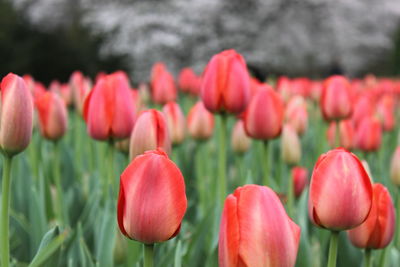 Close-up of red tulips in field