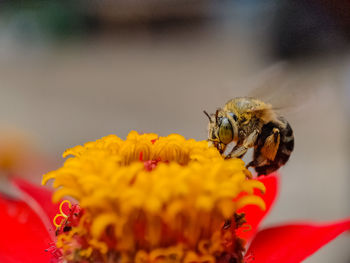 Close-up of bee pollinating on flower