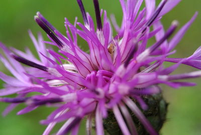 Close-up of purple flowering plant