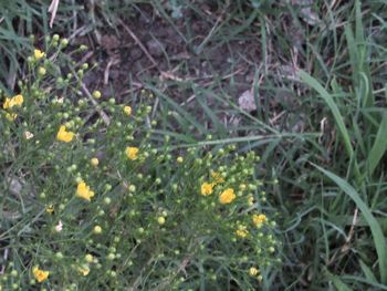 High angle view of flowering plants on field