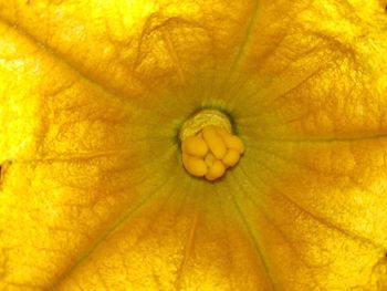 Extreme close up of yellow flower