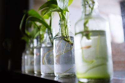 Close-up of potted plants