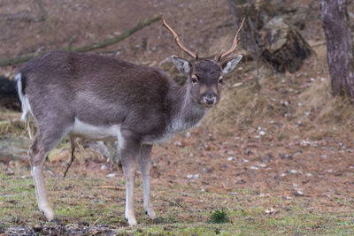 Deer on field in forest