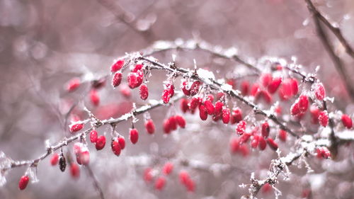 Close-up of frost on red berry fruits