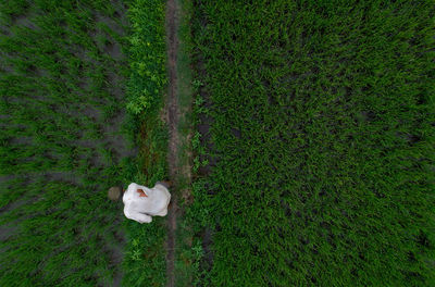 High angle view of dog on grass