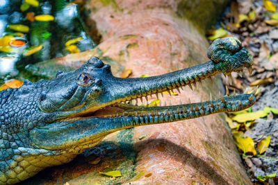 Close-up of crocodile in water