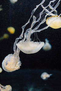 Close-up of fish underwater