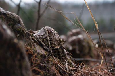 Close-up of lizard on tree branch