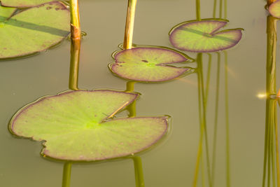 Close-up of water lily in container