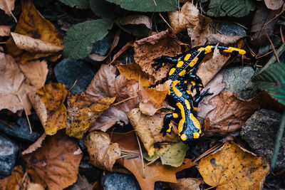 Directly above shot of lizard on dry leaves