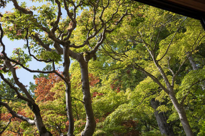 Low angle view of trees in forest