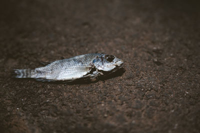 Close-up of lizard on land