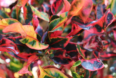 Close-up of leaves on plant