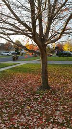 Trees in park