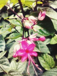 Close-up of pink flowering plant