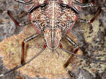 Close-up portrait of sea