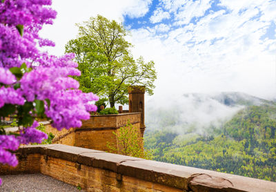 Flowering plants by trees against sky