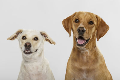 Dogs against white background