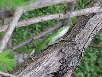 Close-up of lizard on tree trunk