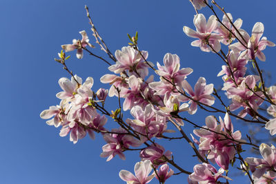 Low angle view of cherry blossoms against sky