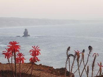 Scenic view of sea against clear sky