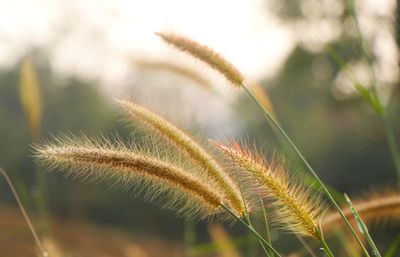 Close-up of stalks against blurred background