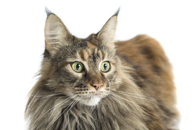 Close-up of cat against white background