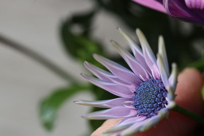 Close-up of hand touching purple flower