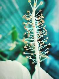 Close-up of plant against blurred background