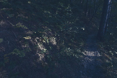 High angle view of trees in forest