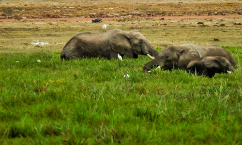 Sheep on grass