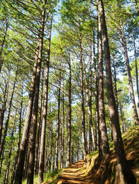 Low angle view of bamboo trees in forest