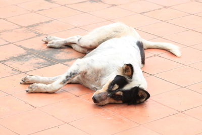 High angle view of dog sleeping on floor