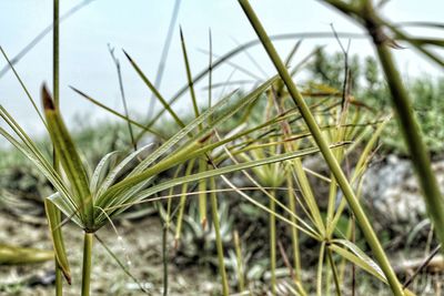 Close-up of fresh green plant in field