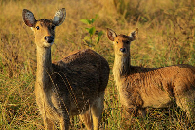 Portrait of deer on field