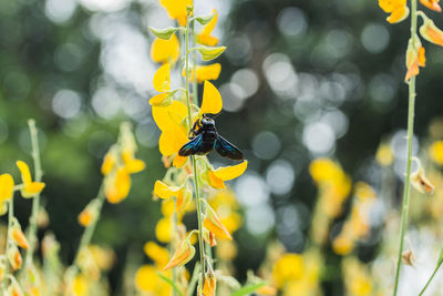 Carpenter bee on yellow flower at park