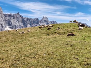 Flock of sheep in a field