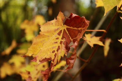 Close-up of maple leaves on plant