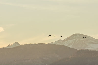 Birds flying over mountains against sky