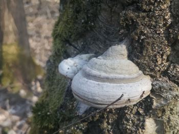 Close-up of a mushrooms on tree trunk