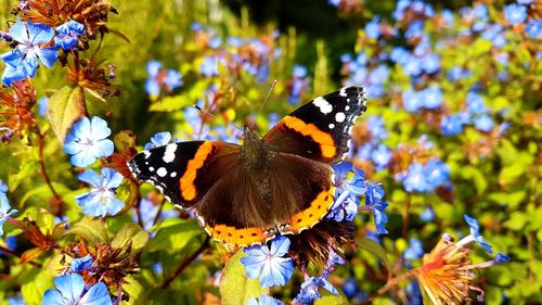 Butterfly on leaf